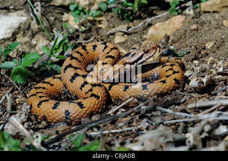 viper, vipers, adder, adders, asp viper, Vipera a. aspis, snake, snakes, reptile, reptiles, general view, protected, endangered, Stock Photo