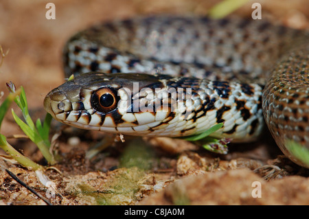 Balkan whip snake, whip snake, racer, colubrid, colubrids, Hierophis gemonensis, snake, snakes, reptile, reptiles, portrait, pro Stock Photo