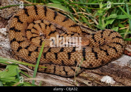 viper, vipers, adder, adders, asp viper, Vipera a. aspis, snake, snakes, reptile, reptiles, general view, protected, endangered, Stock Photo