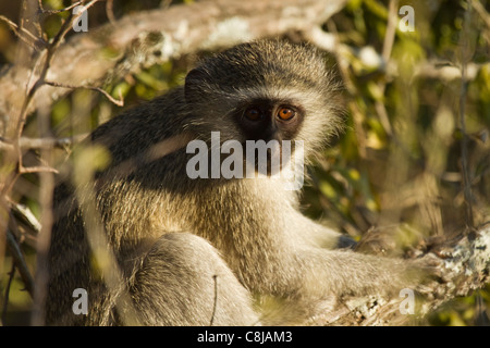 Vervet monkey in south africa Stock Photo