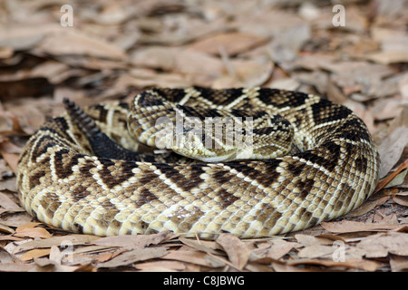 Eastern Diamondback Rattlesnake (Crotalus adamanteus) in Florida Stock Photo