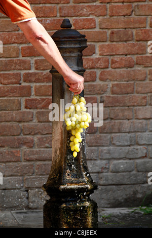 Man rinsing a bunch of green grapes under a water tap, Venice Italy Stock Photo