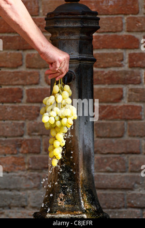 Man rinsing a bunch of green grapes under a water tap, Venice Italy Stock Photo