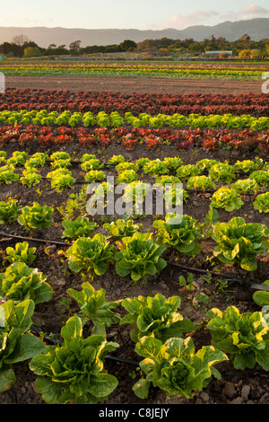 a selection of lettuce varieties grows at Lane Farms, Santa Barbara, California, United States of America Stock Photo