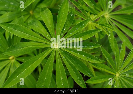 Lupine with water drops on leaves Stock Photo