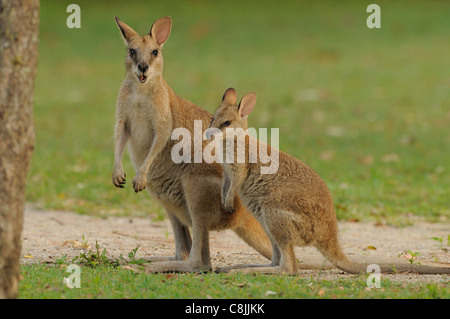 Agile Wallaby Macropus agilis Female and large joey Photographed in Queensland, Australia Stock Photo