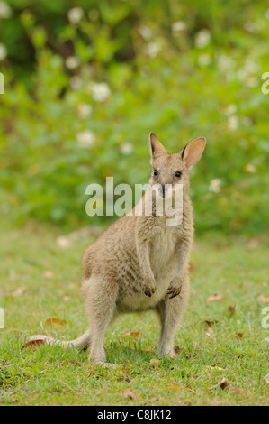 Agile Wallaby Macropus agilis Large joey Photographed in Queensland, Australia Stock Photo