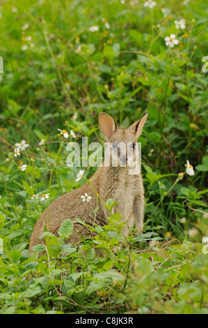 Agile Wallaby Macropus agilis Large joey in flowers Photographed in Queensland, Australia Stock Photo