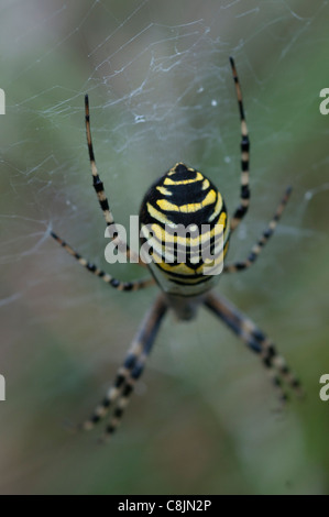 wasp spider in web found in dorset Stock Photo