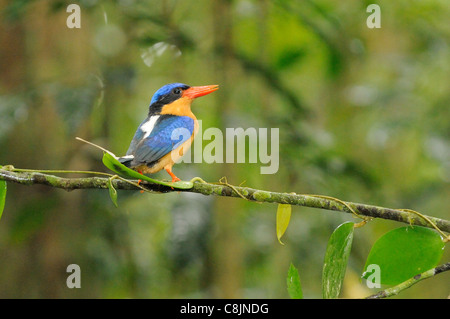 Buff-breasted Paradise Kingfisher Tanysiptera sylvia Photographed in north Queensland, Australia Stock Photo