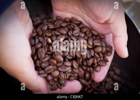 inspection of freshly roasted coffee beans Stock Photo