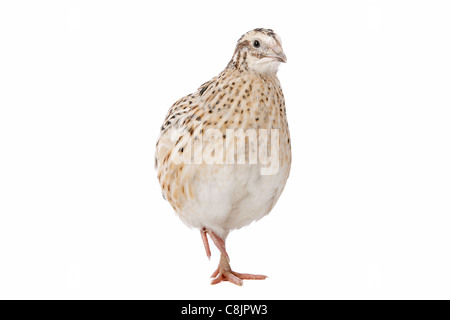 Little quail in front of a white background Stock Photo