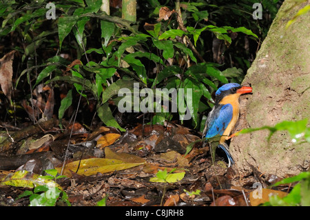 Buff-breasted Paradise Kingfisher Tanysiptera sylvia Photographed in north Queensland, Australia Stock Photo