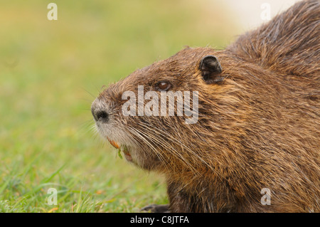 Coypu Myocastor coypus Photographed in France Stock Photo