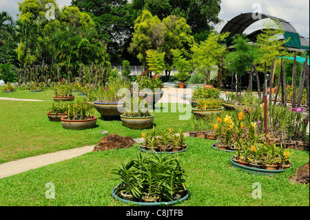 Orchid Garden within the Lake Gardens (Taman Tasik Perdana), Kuala Lumpur, Malaysia Stock Photo