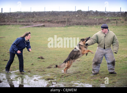 A German Shepherd with a handler learning how to apprehend a man (dressed in a bite proof protective suit) at a dog training cen Stock Photo