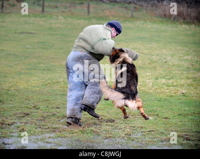 A German Shepherd with a handler learning how to apprehend a man (dressed in a bite proof protective suit) at a dog training cen Stock Photo