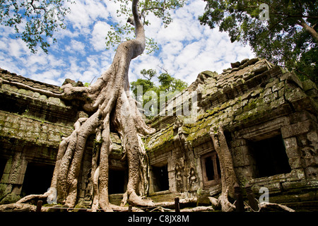 Ta Prohm temple, Angkor, Cambodia Stock Photo
