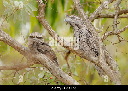 Tawny Frogmouth Podargus strigoides Adult with large chick Photographed in Queensland, Australia Stock Photo