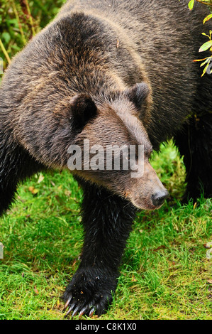 A female grizzly bear looking away