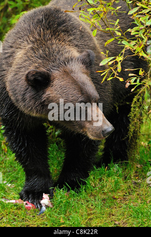 An adult grizzly bear looking up after feeding on some salmon. Stock Photo