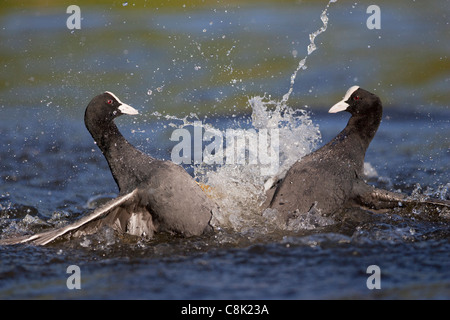 two coots fight for territory at swanpool nature reserve Stock Photo