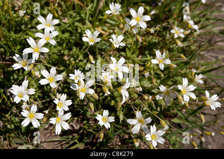 Le Saxe-Rifugio Bertone-Lavachey Trek: Glacier Mouse-Ear Chickweed Stock Photo