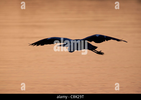 grey heron flies over orange water as the sun set's over hoverton little broad Norfolk Stock Photo