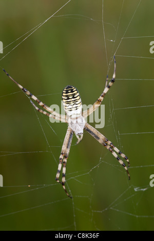 wasp spider sits on broken web at Arne nature reserve in Dorset Stock Photo