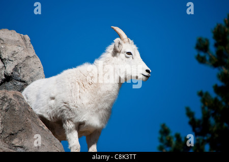 The Dall Sheep Stock Photo