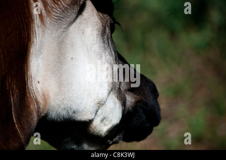 Okapi (Okapia johnstoni) Stock Photo