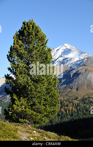 Tree in front of Piz Daint, Engadin, Graubünden, Switzerland Stock Photo