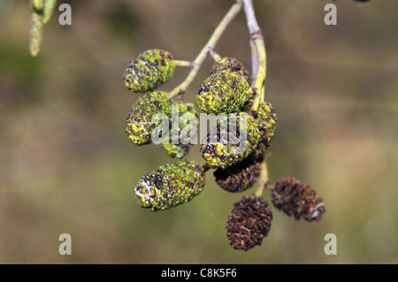 Fir cones with green moss on a branch in autumn Stock Photo