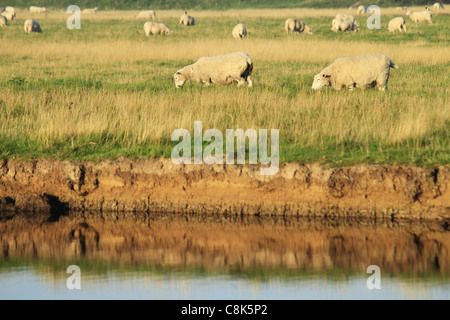 Sheep grazing in the early morning, Exceat, River Cuckmere Valley Nr Eastbourne, East Sussex, England. Stock Photo