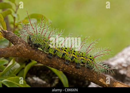Saturniid moth caterpillar - (Automeris metzli) - Costa Rica Stock ...