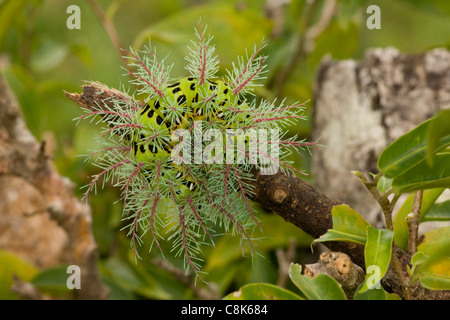 Saturniid moth caterpillar - (Automeris metzli) - Costa Rica Stock ...