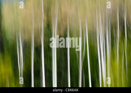 Aspen trees in early autumn-Mount Robson Provincial Park, British Columbia, Canada. Stock Photo