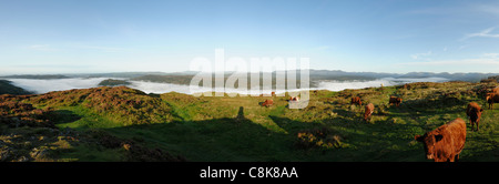 Luing cattle on the summit of Gummers How Lake Windermere Stock Photo