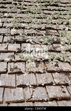 Wooden shingles on a roof covered with lichen, Kent, England, UK Stock Photo