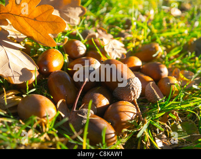 Acorns fallen on forest floor Stock Photo