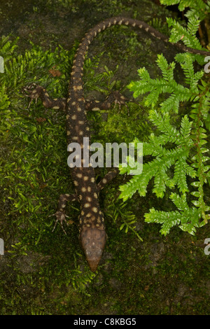Yellow-spotted tropical night lizard (Lepidophyma flavimaculatum) - Costa Rica - tropical rainforest Stock Photo