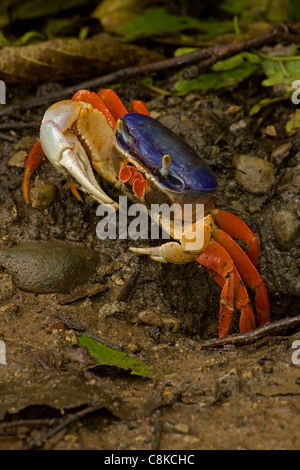 Red land crab - Gecarcinus quadratus - Costa Rica - also known as Halloween crab Stock Photo