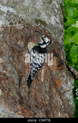 Male White-backed Woodpecker (Picoides leucotos lilfordi) at nest-hole, Abruzzo National Park, Italy Stock Photo
