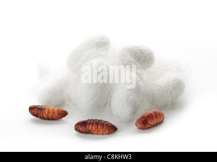 Silkworm chrysalis and cocoon Stock Photo