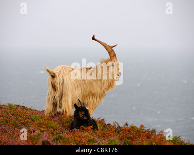 A male feral goat ( Capra aegagrus hircus ) looks out to sea as he stands protectively over his nanny mate Stock Photo