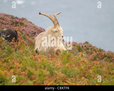 A male feral goat ( Capra aegagrus hircus rests after his ardent courtship of a female or nanny goat Stock Photo