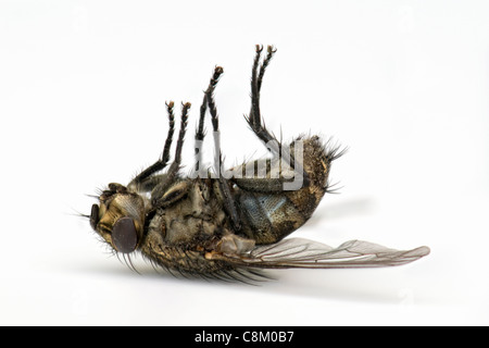 Close up of dead fly Stock Photo