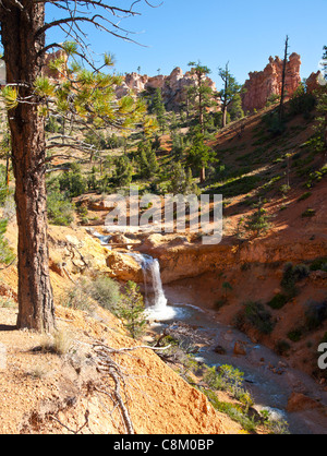 View along Mossy Cave Trail, Bryce Canyon, Utah Stock Photo