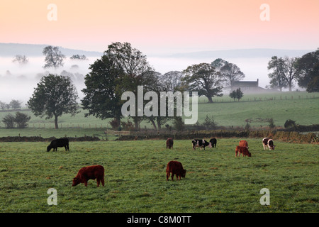 Cattle grazing in misty autumn fields near Fewston in Yorkshire, England Stock Photo