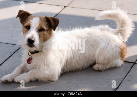 Long haired Jack Russell Terrier resting on the meadow Sofia Bulgaria Stock Photo Alamy